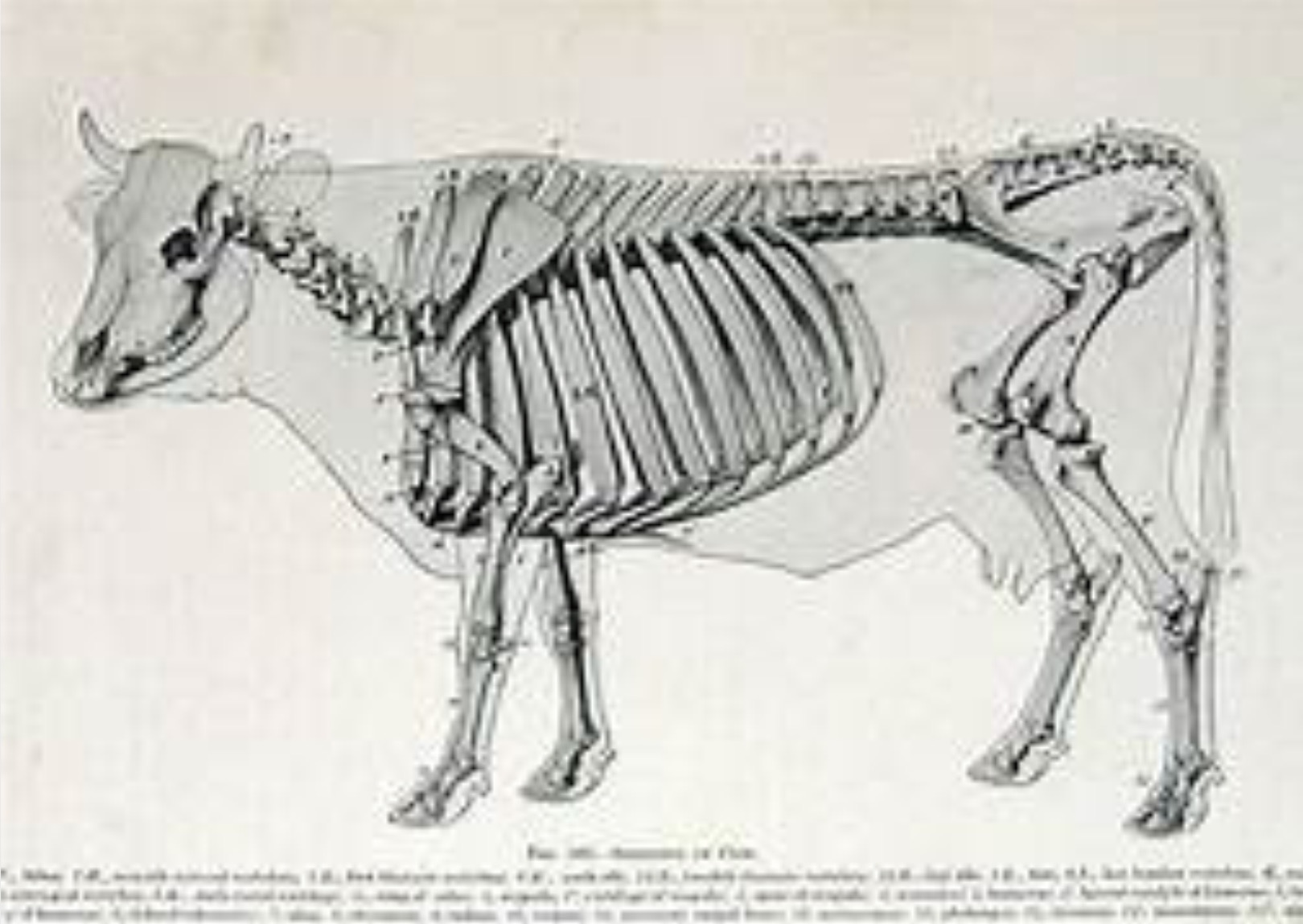 фото костей коровы